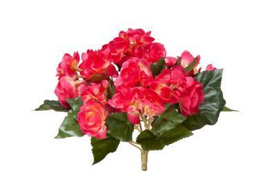 Бегония куст бордово-желтый в-15 см в интернет гипермаркете «Планета Лета». Фото