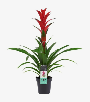 Гузмания Ostara, Гор13, Выс60, III в интернет гипермаркете «Планета Лета». Фото