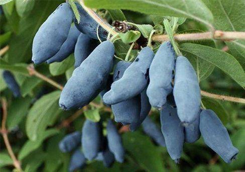 Жимолость камчатская Бакчарский Великан (туба) в интернет гипермаркете «Планета Лета». Фото