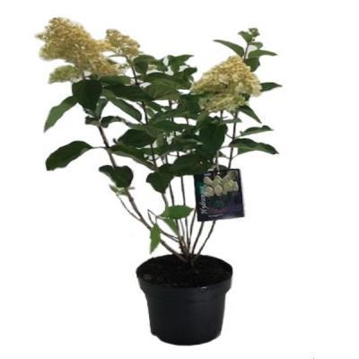 Гортензия метельч. микс, Гор29, Выс100 в интернет гипермаркете «Планета Лета». Фото