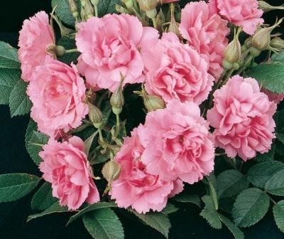 Роза флорибунда Пинк Грутендорст в коробке Кут в интернет гипермаркете «Планета Лета». Фото