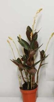 Лудизия Discolor, Гор10, Выс20 в интернет гипермаркете «Планета Лета». Фото