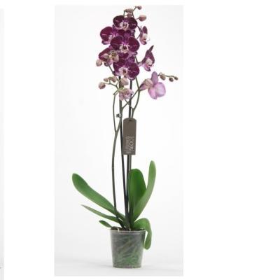 Фаленопсис 2 pp Agnes, Гор12, Выс70 в интернет гипермаркете «Планета Лета». Фото