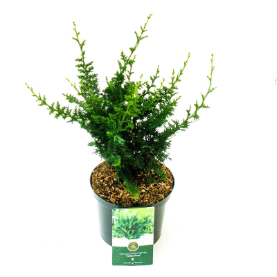 Кипарисовик т.Teddy Bear, Гор19, Выс30 в интернет гипермаркете «Планета Лета». Фото