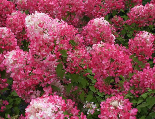 Гортензия метельчатая Диамант Руж Гор19 М в интернет гипермаркете «Планета Лета». Фото