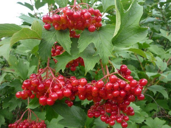 Калина плодовая Жолобовская в коробке Кут в интернет гипермаркете «Планета Лета». Фото