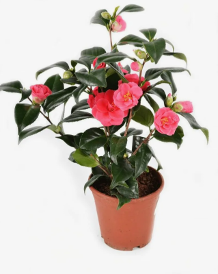 Камелия японская, C15, Выс100-120 И в интернет гипермаркете «Планета Лета». Фото