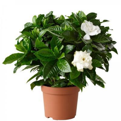 Гардения Jasminoides, Гор9, Выс15 в интернет гипермаркете «Планета Лета». Фото