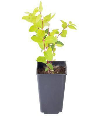 Жимолость блестящая Aurea, Гор17, Выс30 в интернет гипермаркете «Планета Лета». Фото