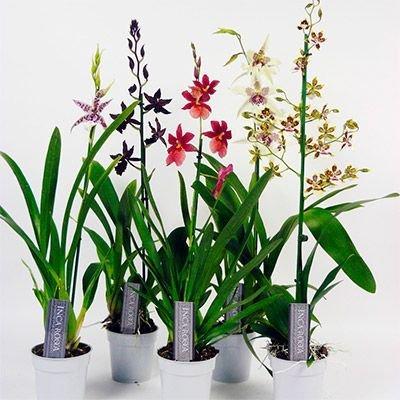 Орхидея Cambria, Гор12, Выс70 Уценка!!! в интернет гипермаркете «Планета Лета». Фото