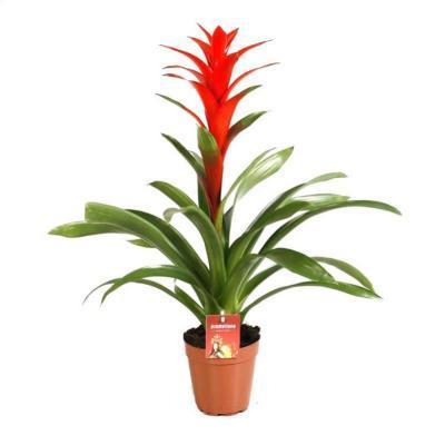 Гузмания XXL Гор15, Выс70 в интернет гипермаркете «Планета Лета». Фото