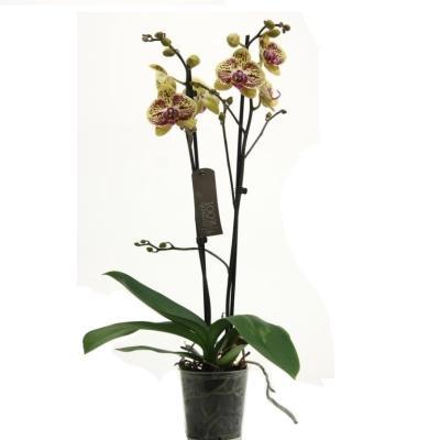 Фаленопсис 2 pp Mariola, Гор12, Выс70 в интернет гипермаркете «Планета Лета». Фото