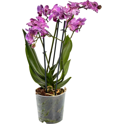 Фаленопсис 2 рр multiflora Гор12 Выс40 в интернет гипермаркете «Планета Лета». Фото
