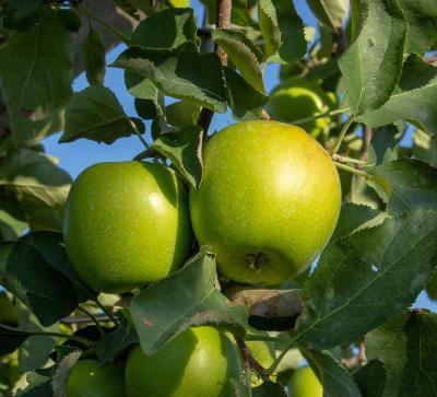 Яблоня Грени Смит 2-летка С4 Н140 в интернет гипермаркете «Планета Лета». Фото