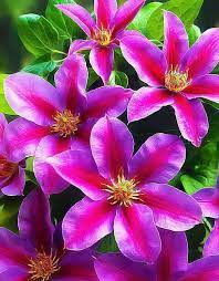 Клематис крупноцветковый Доктор Раппел П Уценка!! в интернет гипермаркете «Планета Лета». Фото