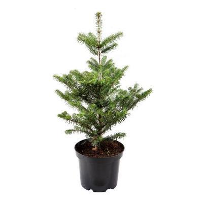 Пихта корейская Гор17 М в интернет гипермаркете «Планета Лета». Фото