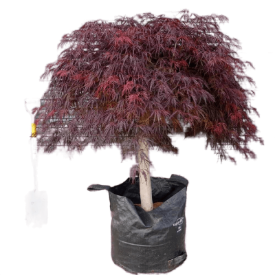 Клен пальм.Atropurpureum, Гор10, Выс25 в интернет гипермаркете «Планета Лета». Фото