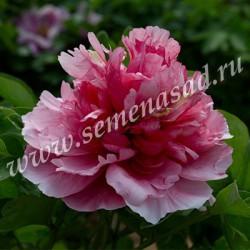 Пион древовидный Неоновое повторение/Цкор П в интернет гипермаркете «Планета Лета». Фото