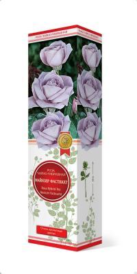 Роза чайно-гибридная Майнзер Фастнахт П в интернет гипермаркете «Планета Лета». Фото
