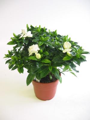Гардения Jasminoides, Гор17, Выс30 в интернет гипермаркете «Планета Лета». Фото