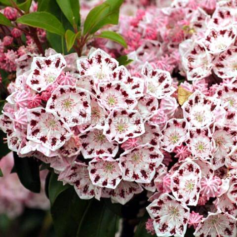 Кальмия широколистная Гинкона П в интернет гипермаркете «Планета Лета». Фото