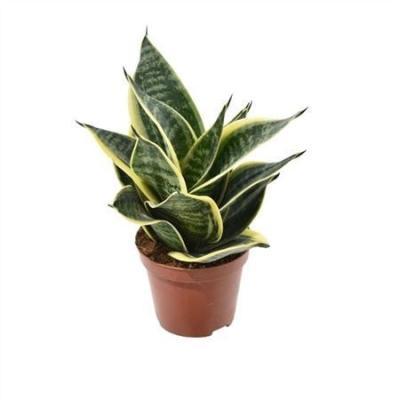 Сансевиерия Twilight, Гор9, Выс15 в интернет гипермаркете «Планета Лета». Фото