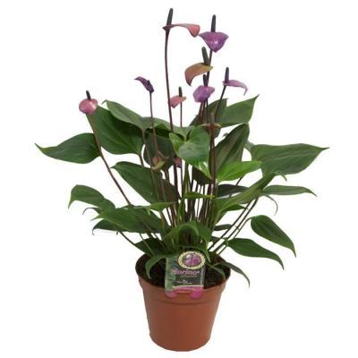 Антуриум Fiorino пурпурный, Гор12, Выс50 в интернет гипермаркете «Планета Лета». Фото