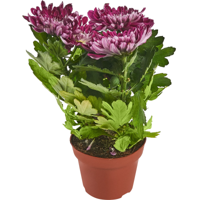 Хризантема сорт.микс, Гор12, Выс27 в интернет гипермаркете «Планета Лета». Фото