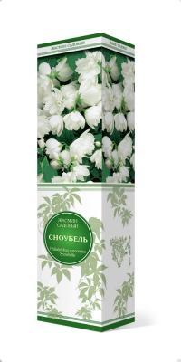 Жасмин садовый (Чубушник) Сноубель/ЦКор Планета Лета в интернет гипермаркете «Планета Лета». Фото Жасмин садовый (Чубушник) Сноубель/ЦКор в интернет гипермаркете «Планета Лета». Фото