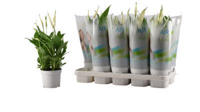 Спатифиллум Bellini, Гор23, Выс60 в интернет гипермаркете «Планета Лета». Фото