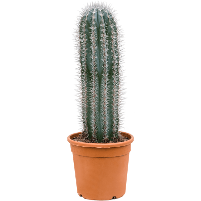 Кактус Pachycereus Pringlei, Гор27, Выс75 в интернет гипермаркете «Планета Лета». Фото