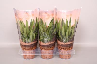 Пахиподиум Lamerei, Гор11, Выс30 в интернет гипермаркете «Планета Лета». Фото