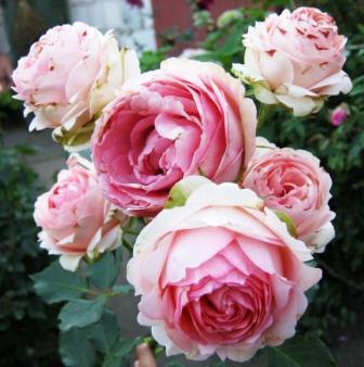 Роза чайно-гибридная Ферст Леди в коробке Кут в интернет гипермаркете «Планета Лета». Фото