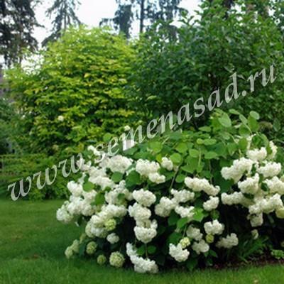 Гортензия древовидная Анабель П в интернет гипермаркете «Планета Лета». Фото