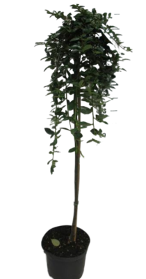 Кизильник гибрид.Juliette штамб, Гор21, Выс100 в интернет гипермаркете «Планета Лета». Фото