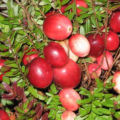 Клюква крупноплодная Стивенс/ЦКор в интернет гипермаркете «Планета Лета». Фото