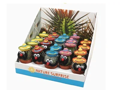 Кактус Mix X 20 Mexicaanse Mannetje, Гор5, Выс12 в интернет гипермаркете «Планета Лета». Фото