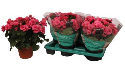 Бегония Berseba, Гор12, Выс40 в интернет гипермаркете «Планета Лета». Фото