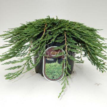 Можжевел.гориз.Pancake, Гор19, Выс45 в интернет гипермаркете «Планета Лета». Фото