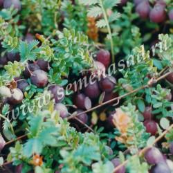 Клюква крупноплодная Бен Лир П в интернет гипермаркете «Планета Лета». Фото