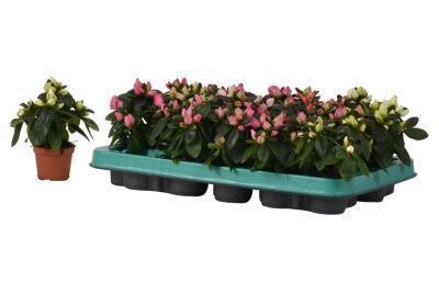 Рододендрон Mix, Гор18, Выс35 в интернет гипермаркете «Планета Лета». Фото