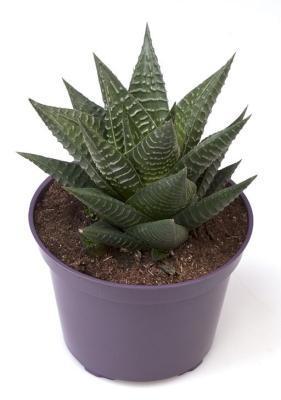 Хавортия, Гор10, Выс15 в интернет гипермаркете «Планета Лета». Фото