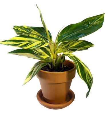 Альпиния, Гор12, Выс40 в интернет гипермаркете «Планета Лета». Фото