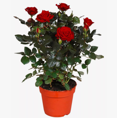 Роза чайно-гибридная Ред Интуишен, Гор23М в интернет гипермаркете «Планета Лета». Фото