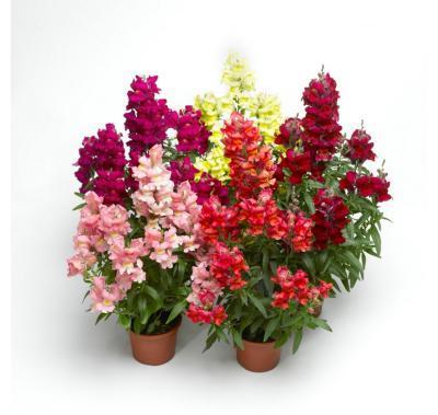 Львиный зев, Гор9 М в интернет гипермаркете «Планета Лета». Фото