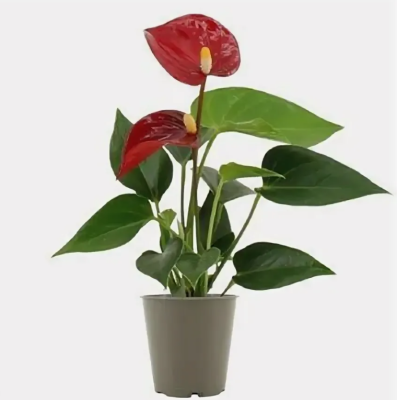 Антуриум Red Micra, Гор6, Выс25 в интернет гипермаркете «Планета Лета». Фото