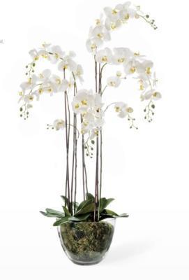 Орхидея Фаленопсис белая куст 150 см 5 ветвей в стекл.вазе с мхом, корнями, землей 1/1 10.0611066WHG в интернет гипермаркете «Планета Лета». Фото