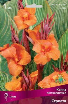Канна пёстролистная Стриата I/К ПОИСК в интернет гипермаркете «Планета Лета». Фото Канна пёстролистная Стриата I/К в интернет гипермаркете «Планета Лета». Фото