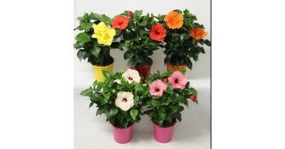 Гибискус Graf Mix, Гор12, Выс40 в интернет гипермаркете «Планета Лета». Фото