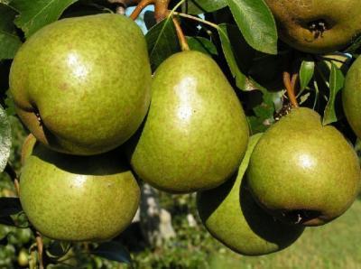 Груша Бере Гарди 2-летка С4 Н150 в интернет гипермаркете «Планета Лета». Фото